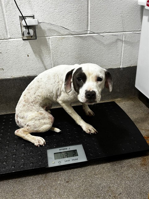 *BAILEE, a Pit Bull Terrier (short coat) dog for adoption in Forestville, MD