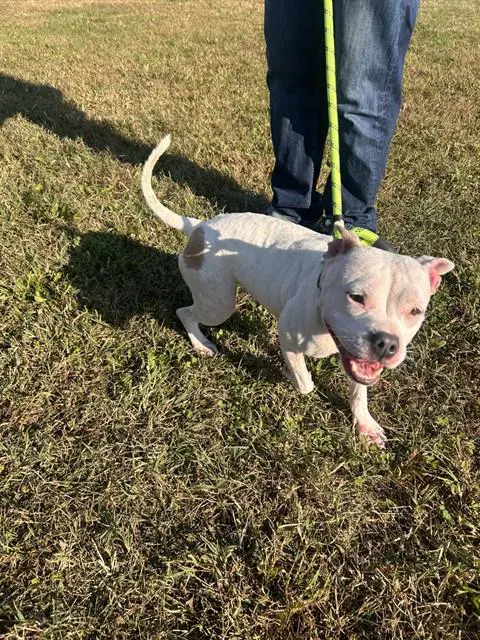 Molly - Pit Bull Terrier