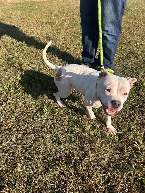*MOLLY, a Pit Bull Terrier (short coat) dog for adoption in Forestville, MD