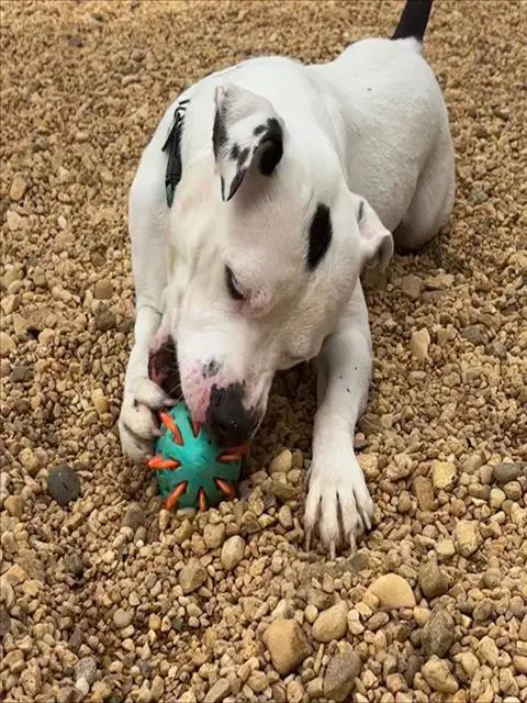 Spooky - Pit Bull Terrier