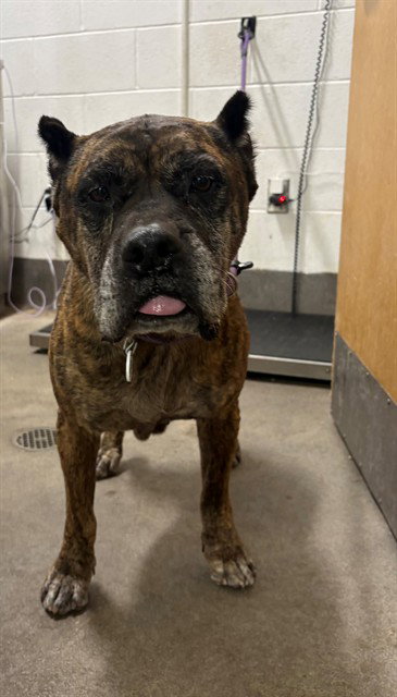 NOVA, a Presa Canario (short coat) dog for adoption in Forestville, MD