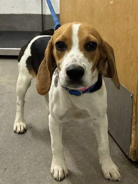 Faith - Beagle