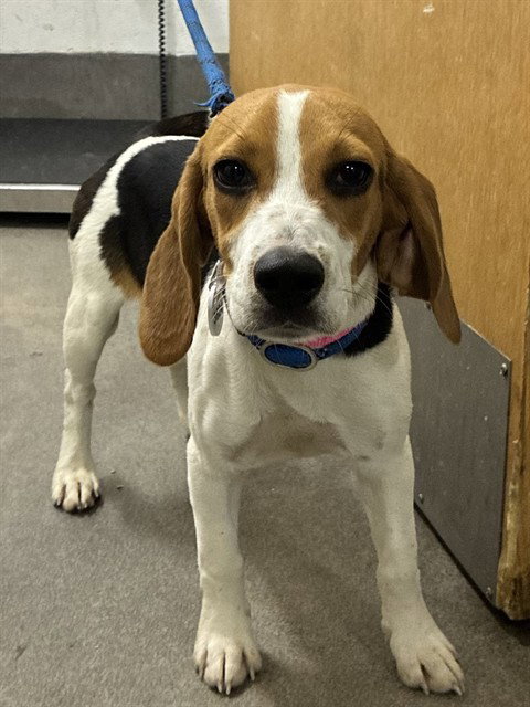 *FAITH, a Beagle (medium coat) dog for adoption in Forestville, MD