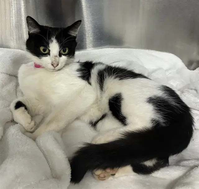 Mable - Domestic Short Hair