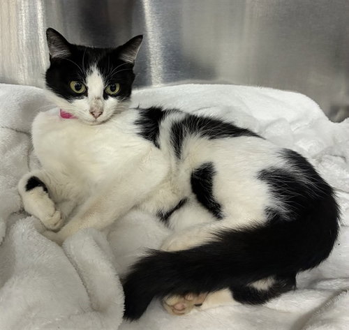 *MABLE, a Domestic Short Hair (short coat) cat for adoption in Forestville, MD