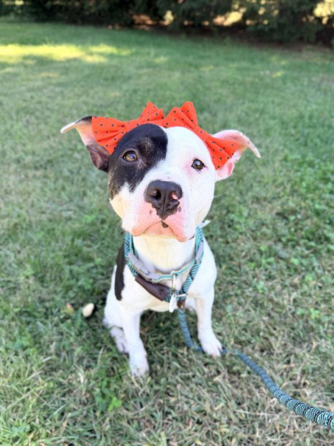 *AMBER, a Pit Bull Terrier (short coat) dog for adoption in Forestville, MD