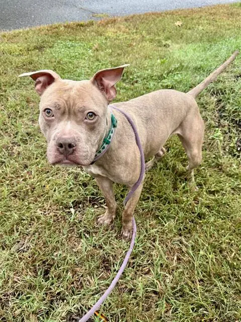 Maddie - Pit Bull Terrier
