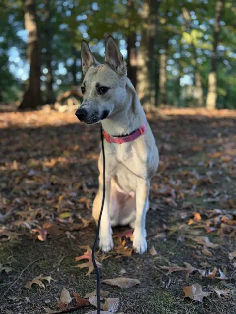 Toya - Siberian Husky