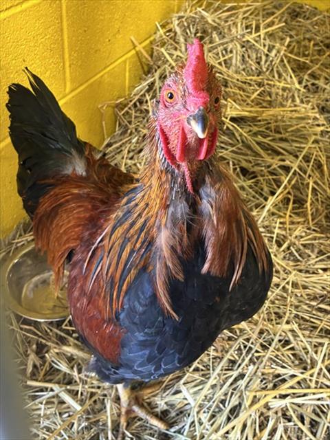 A575716, a Chicken (medium coat) other pet for adoption in Forestville, MD