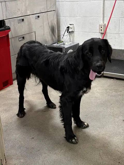 Sergio - Labrador Retriever