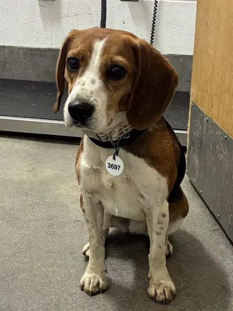 Francine - Beagle