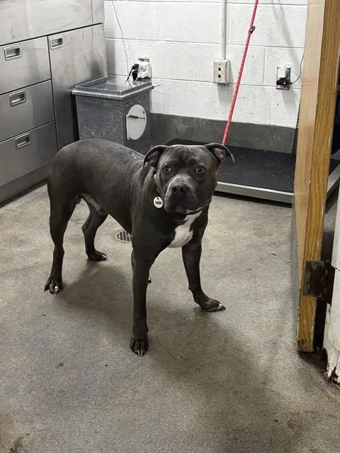 Smoke - Pit Bull Terrier