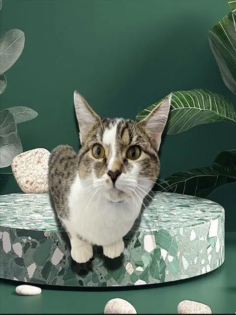 Sir - Domestic Short Hair