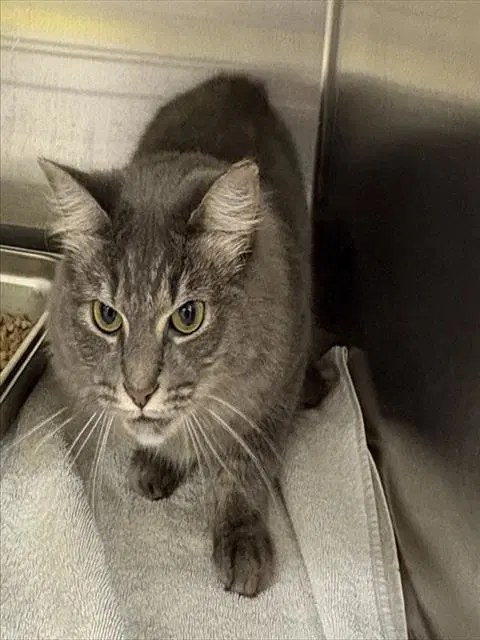 Princess - Domestic Short Hair