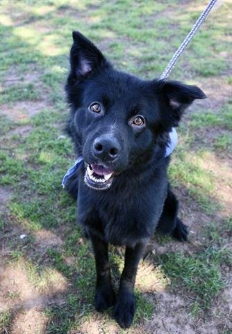 adoptable Dog in Murfreesboro, TN named TATAR