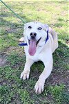 adoptable Dog in , TN named THOR