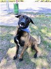 adoptable Dog in murfreesboro, TN named KELIAN