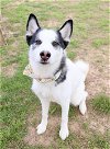 adoptable Dog in murfreesboro, TN named COCO