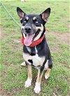 adoptable Dog in murfreesboro, TN named COSMO