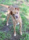 adoptable Dog in murfreesboro, TN named BAMBI
