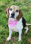 adoptable Dog in , TN named SHELBY