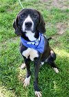 adoptable Dog in , TN named THEO