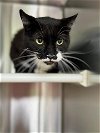 adoptable Cat in , TN named SILLY