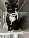 adoptable Cat in , TN named SILLY