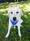 adoptable Dog in , TN named SKYLAR