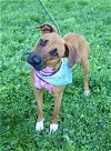 adoptable Dog in  named BARBIE