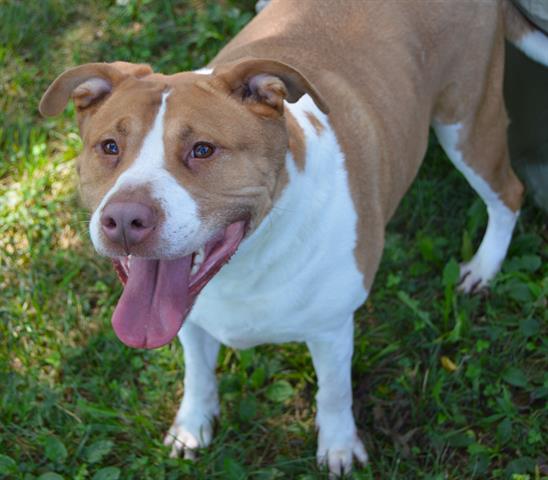 adoptable Dog in Murfreesboro, TN named ZEUS