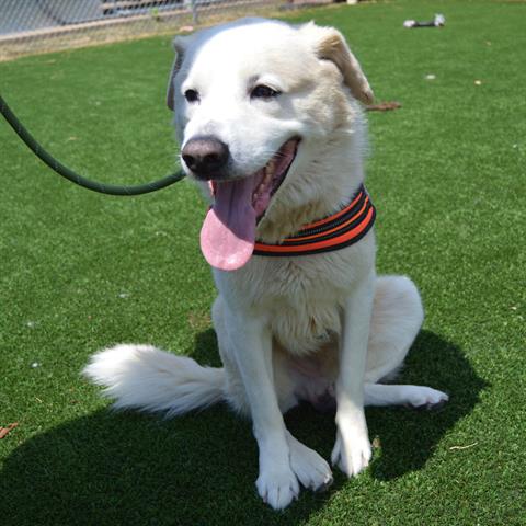 adoptable Dog in Murfreesboro, TN named CREAM CHEESE