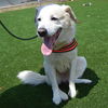 adoptable Dog in  named CREAM CHEESE