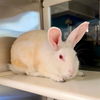 adoptable Rabbit in  named BETHANY