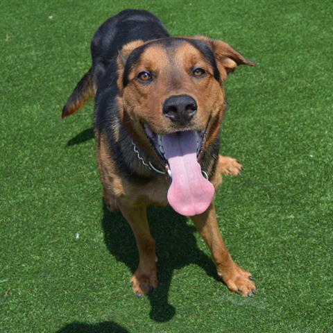 adoptable Dog in Murfreesboro, TN named SCOOBY