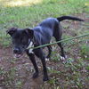 adoptable Dog in , TN named JOSIE