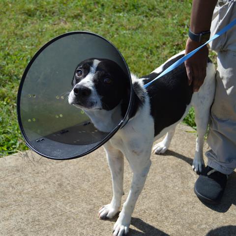 adoptable Dog in Murfreesboro, TN named GOOFY