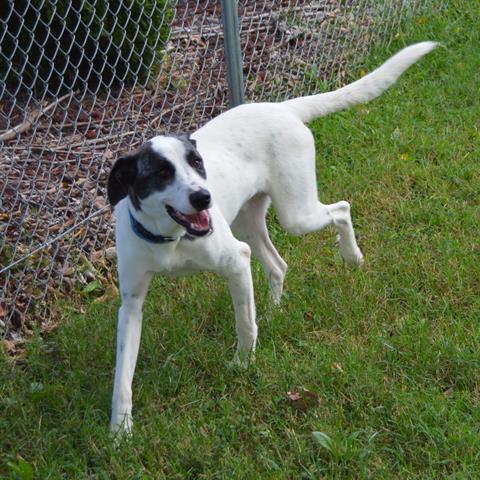 adoptable Dog in Murfreesboro, TN named SPANKY