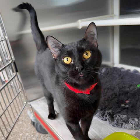 adoptable Cat in Murfreesboro, TN named SALEM