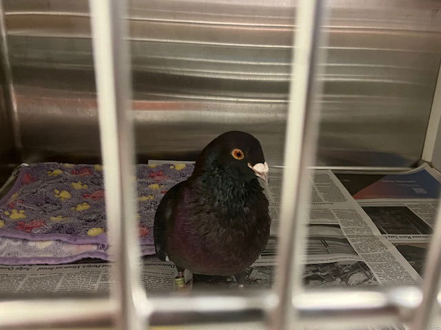 adoptable Bird in Murfreesboro, TN named EL GUTI