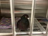 adoptable Bird in , TN named EL GUTI