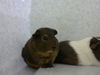 adoptable Guinea Pig in  named GRIZZ