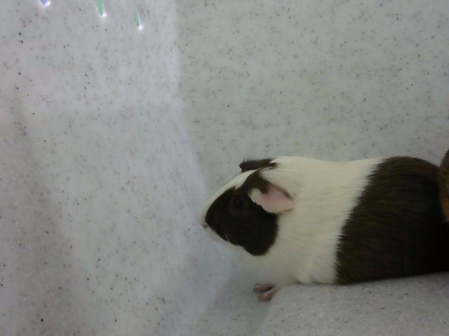 adoptable Guinea Pig in Murfreesboro, TN named DEWEY