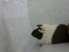 adoptable Guinea Pig in , TN named DEWEY