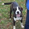 adoptable Dog in , TN named REGGIE