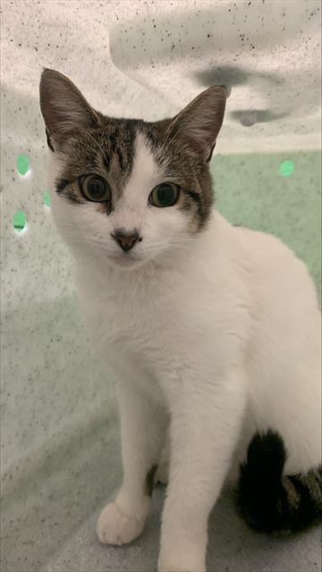 picture of the cat needing adoption