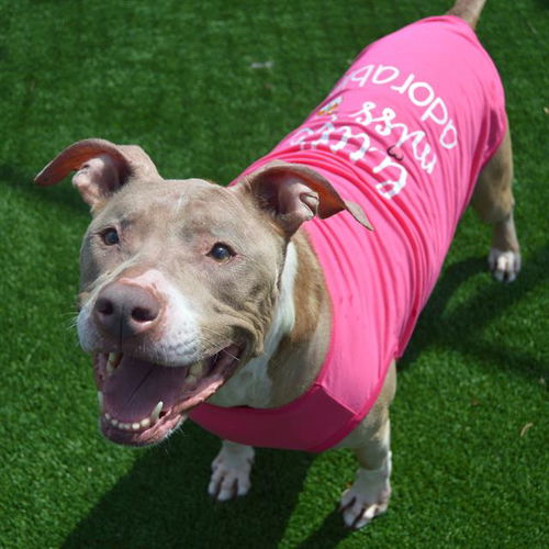 picture of the dog needing adoption
