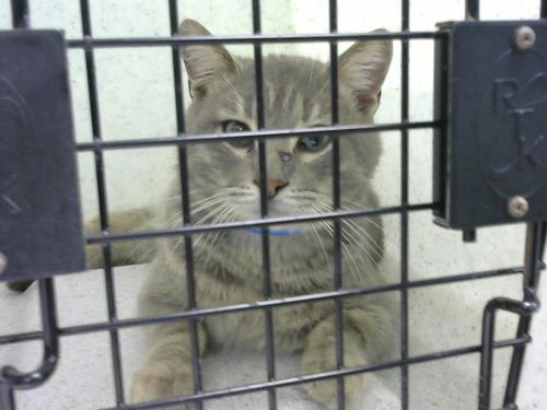 picture of the cat needing adoption