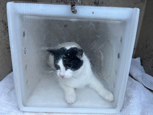 picture of the cat needing adoption