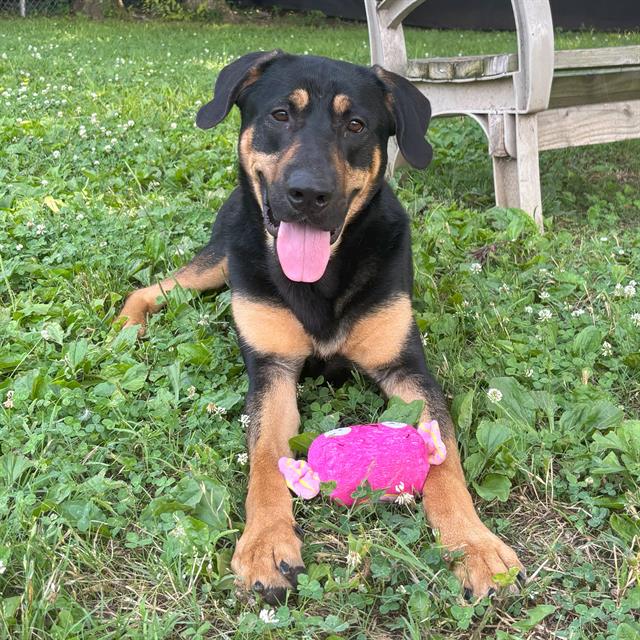 adoptable Dog in Murfreesboro, TN named ROC